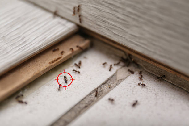 Best Wasp Removal Services  in Hanna City, IL