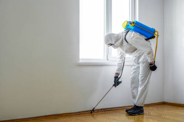 Best Local Pest Control Services  in Hanna City, IL