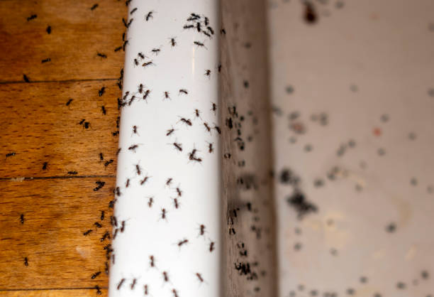 Best Pest Prevention Services  in Hanna City, IL