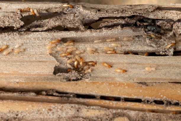 Pest Prevention Services in Hanna City, IL