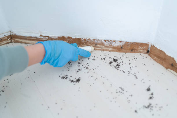 Best Cockroach Control Services  in Hanna City, IL